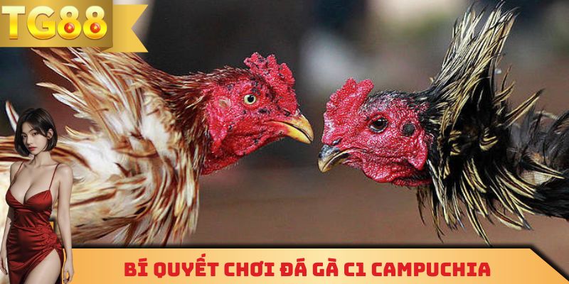 Một vài kinh nghiệm chơi đá gà C1 Campuchia đạt tỷ lệ thắng cực cao